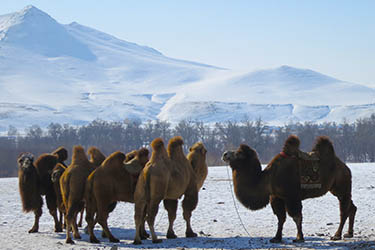 Winter hiking and trekking tour in Mongolia